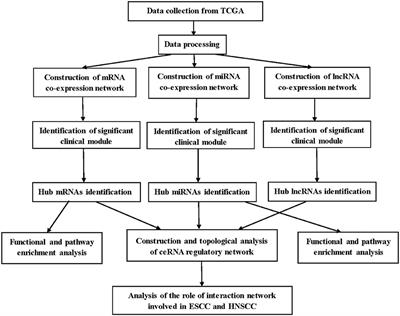 Comprehensive Analysis of Competitive Endogenous RNAs Network, Being Associated With Esophageal Squamous Cell Carcinoma and Its Emerging Role in Head and Neck Squamous Cell Carcinoma